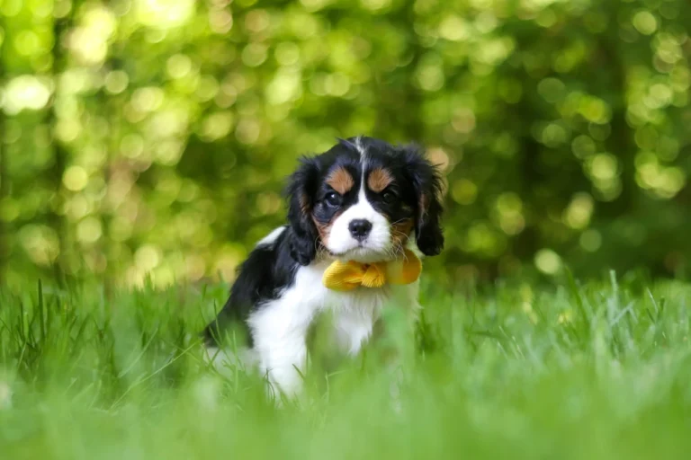 A cute Tri colored Cavalier puppy posing in grass