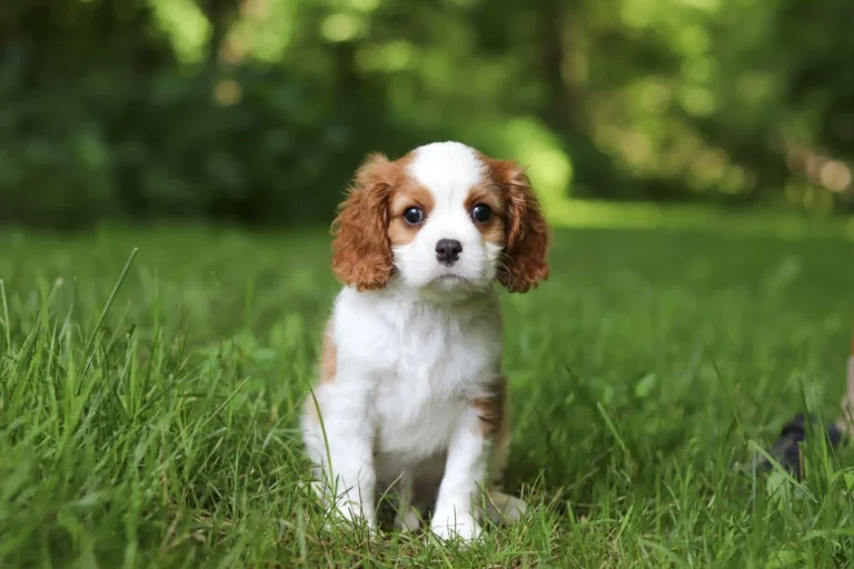 A cute Blenheim Cavalier puppy posing