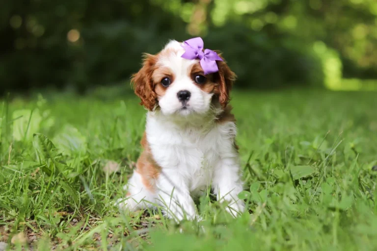 Adorable Blenheim Cavalier puppy posing in grass with a bow