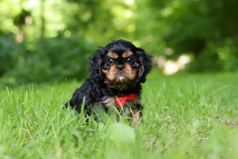 A Tri colored Cavalier puppy posing in grass with a red bow