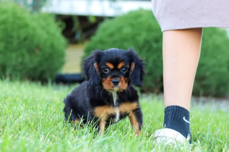 A black and tan colored Cavalier puppy posing in grass