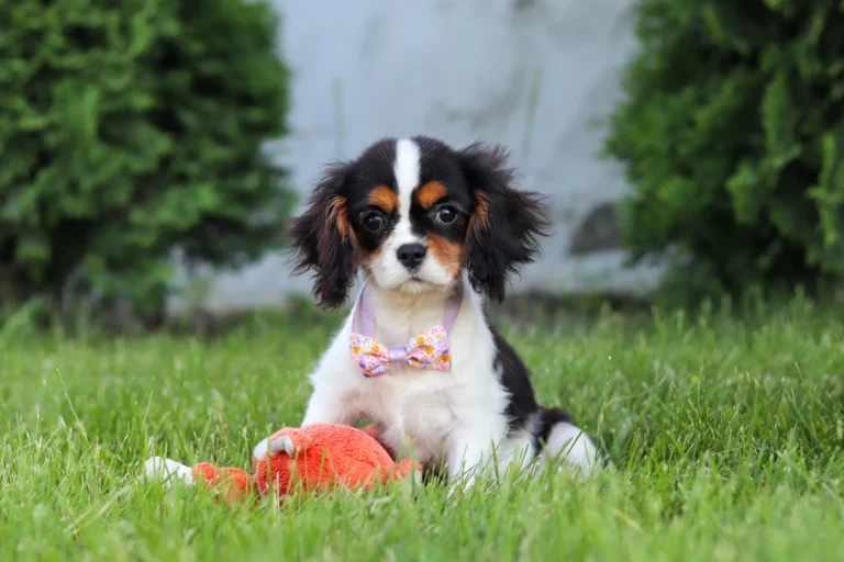 A Tri colored Cavalier puppy posing in grass