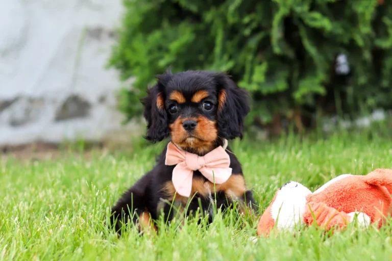 Adorable black and tan colored Cavalier puppy posing with a toy in grass