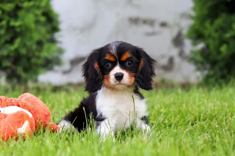 A Tri colored Cavalier puppy posing in grass