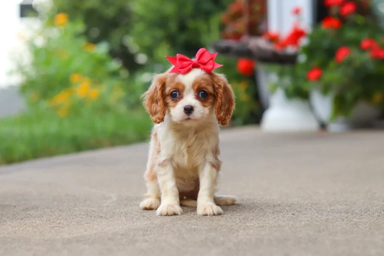 Adorable Blenheim Cavalier puppy posing with a bow