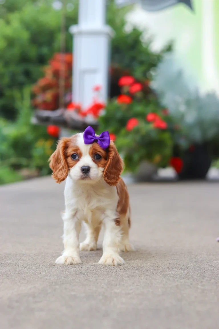 Adorable Blenheim Cavalier puppy posing with a purple bow