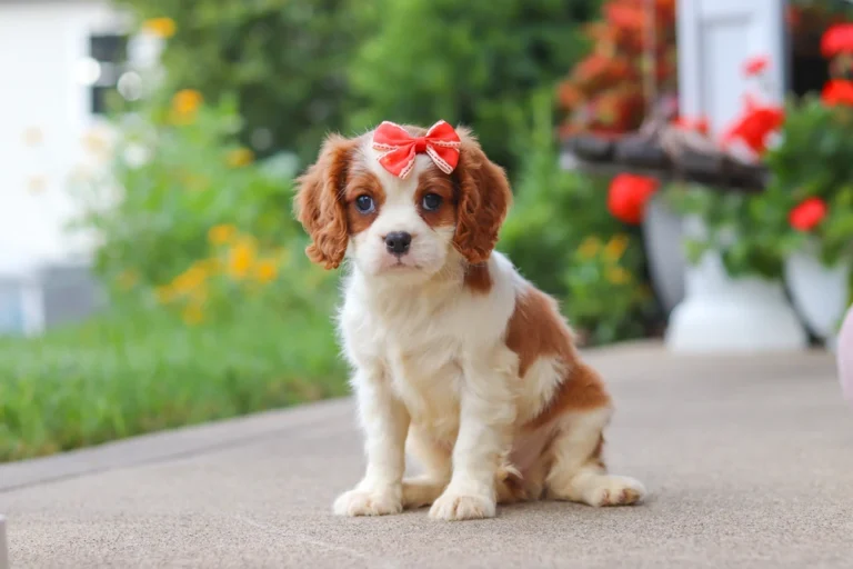 A cute Blenheim Cavalier puppy posing with a red bow in her hair