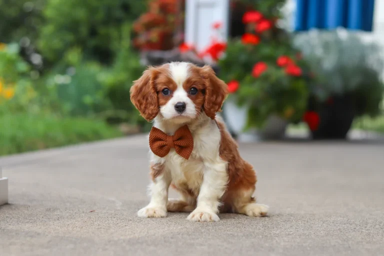 A cute Blenheim Cavalier puppy sitting with a red bow in his hair