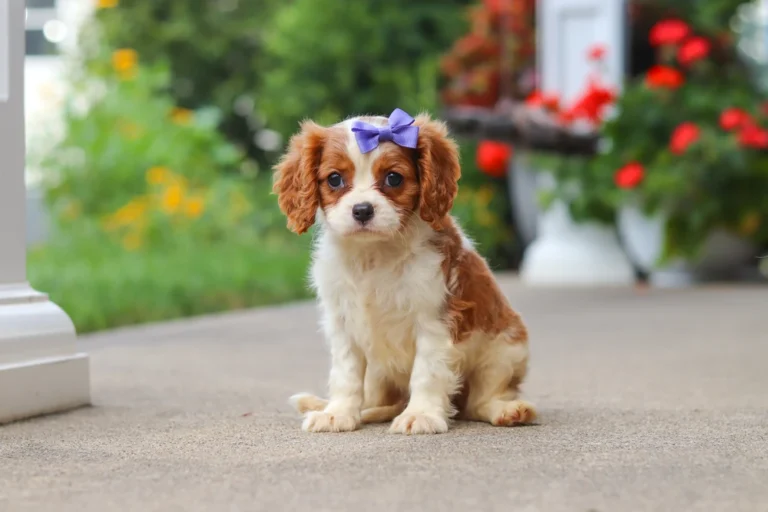 A Blenheim Cavalier puppy posing with a purple bow in her hair