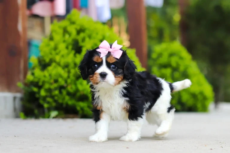 A cute Tri-colored cavalier puppy posing on a sidewalk