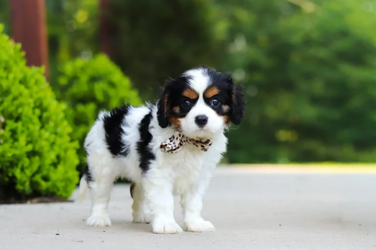 A cute Tri-colored cavalier puppy standing on a sidewalk