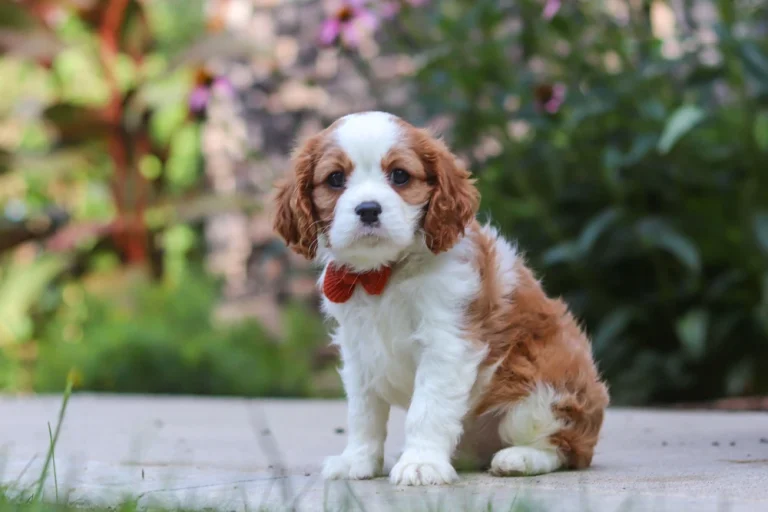 An adorable Blenheim Cavalier puppy posing