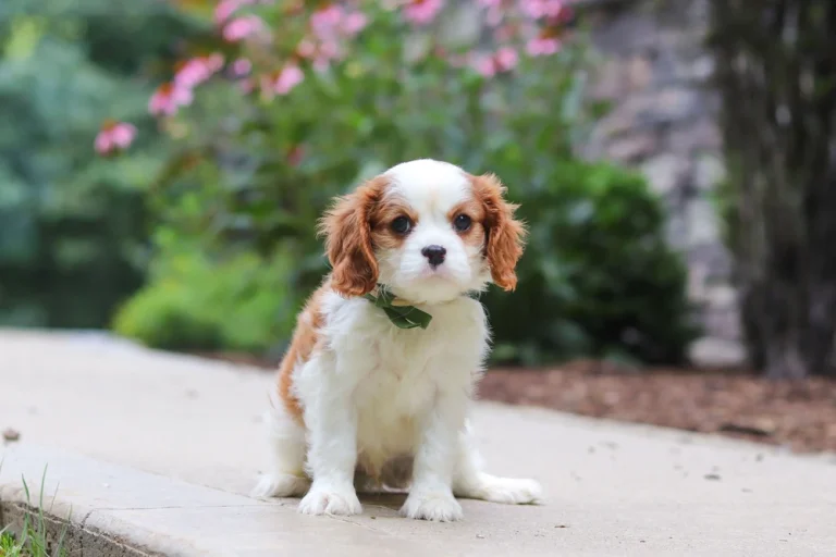 A cute Blenheim Cavalier puppy sitting in front of flowers