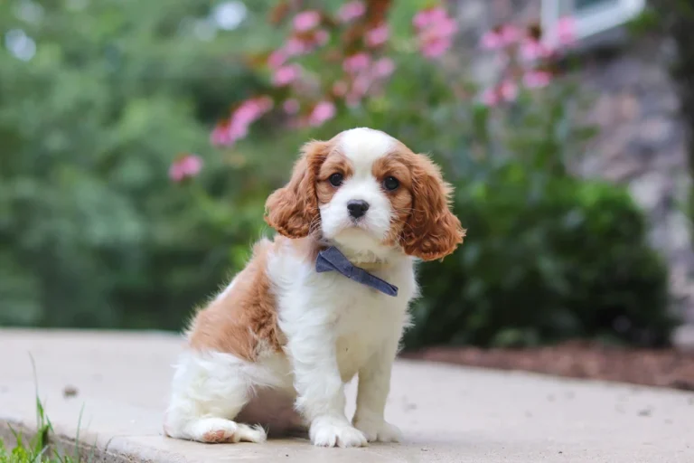 A cute Blenheim Cavalier puppy sitting in front of flowers
