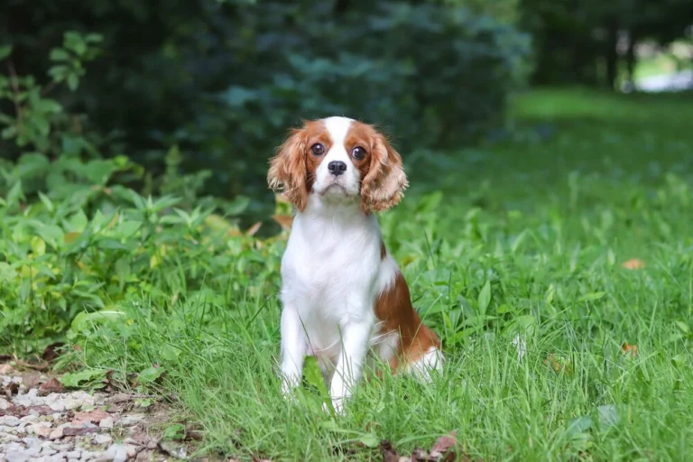 Cavalier female in posing in grass
