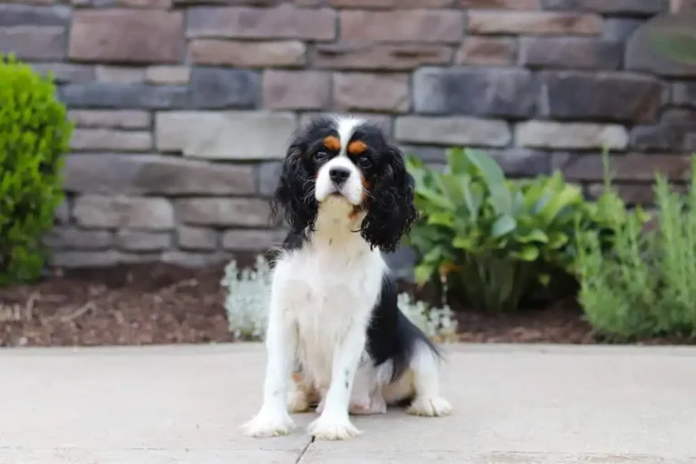 Cavalier King Charles Spaniels female posing on a sidewalk