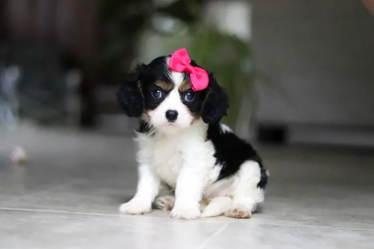 Tricolor Cavalier King Charles Spaniel puppy Ellie sitting indoors with a pink bow.