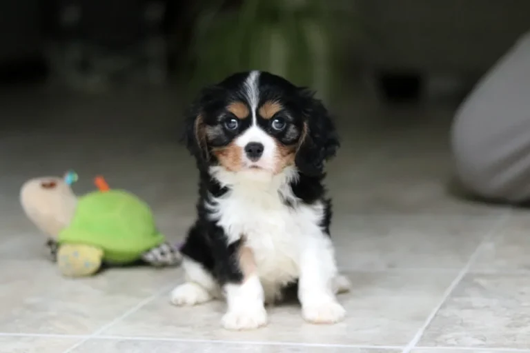 Enzo the tricolor Cavalier puppy sitting for a portrait beside a colorful plush dog toy.