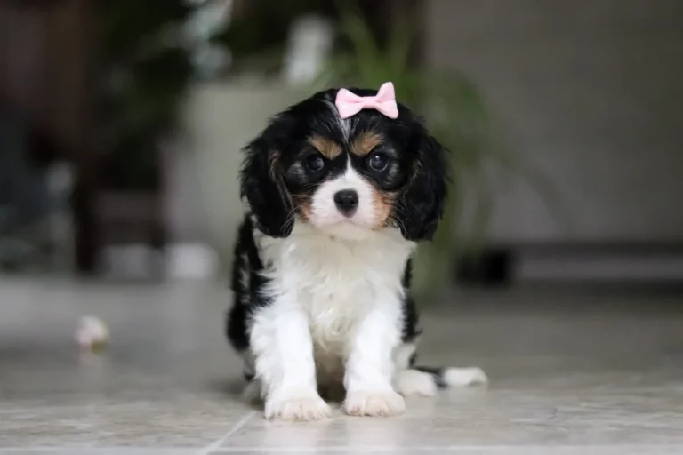 Front portrait of tricolor Cavalier King Charles Spaniel puppy Evangeline sitting with a pink bow.