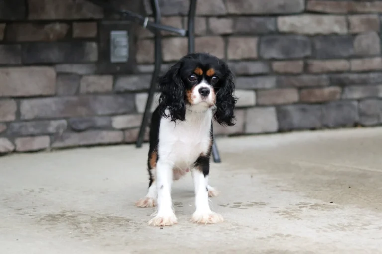 cavalier mother dog