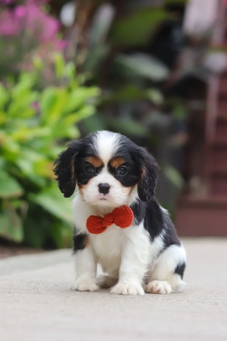 Adorable Tri-colored cavalier puppy standing on a sidewalk with a bow