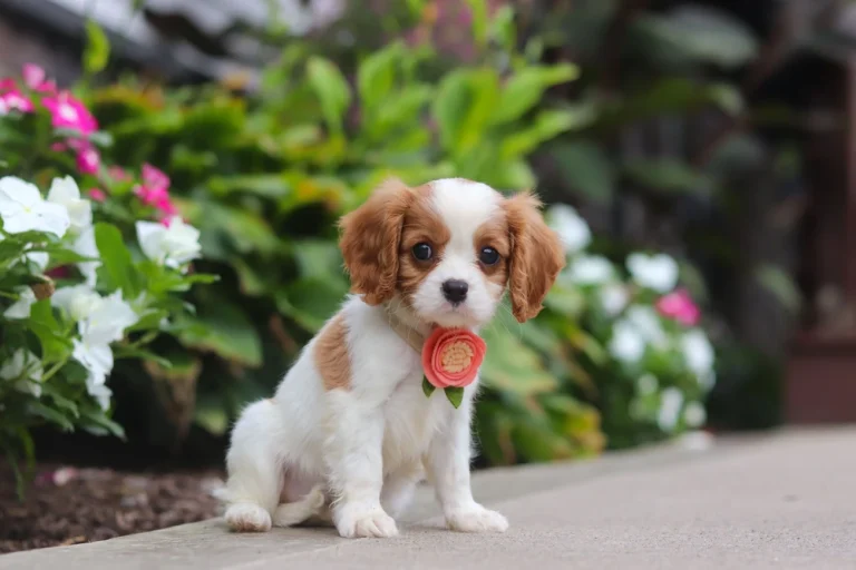 A Blenheim Cavalier puppy sitting in front of flowers with a flower