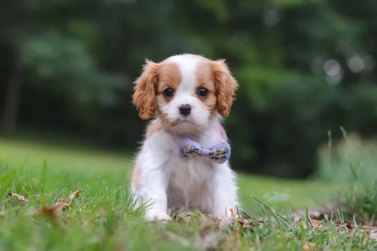 A Blenheim Cavalier puppy posing with a blue bow