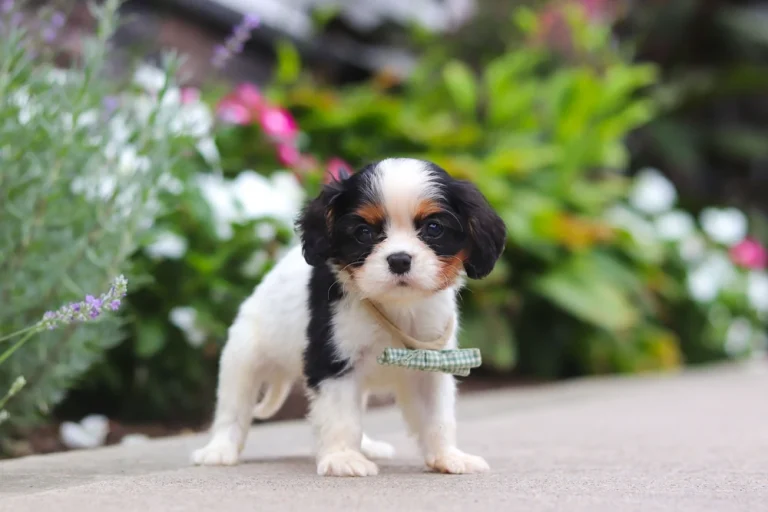 A cute Tri-colored cavalier puppy standing with a bow
