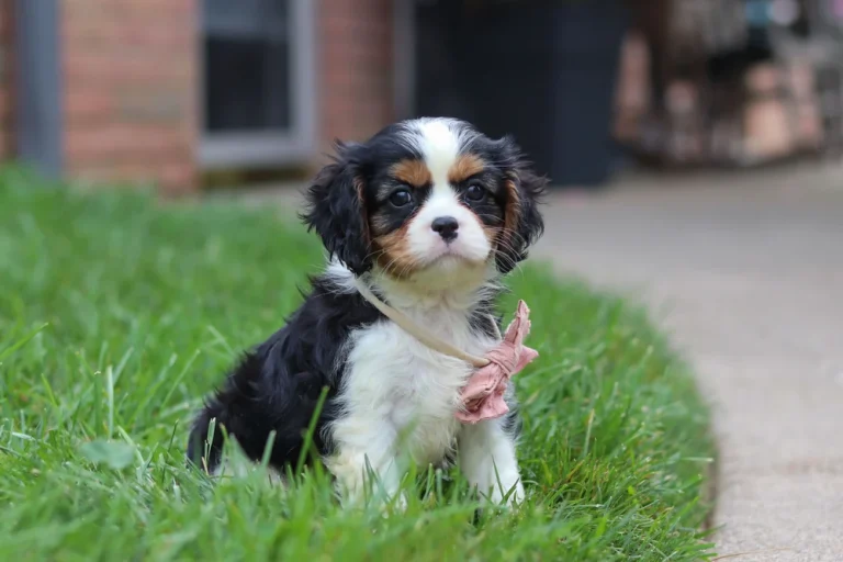 Tricolor Cavalier King Charles Spaniel puppy Hailee sitting outdoors with a pink bow.