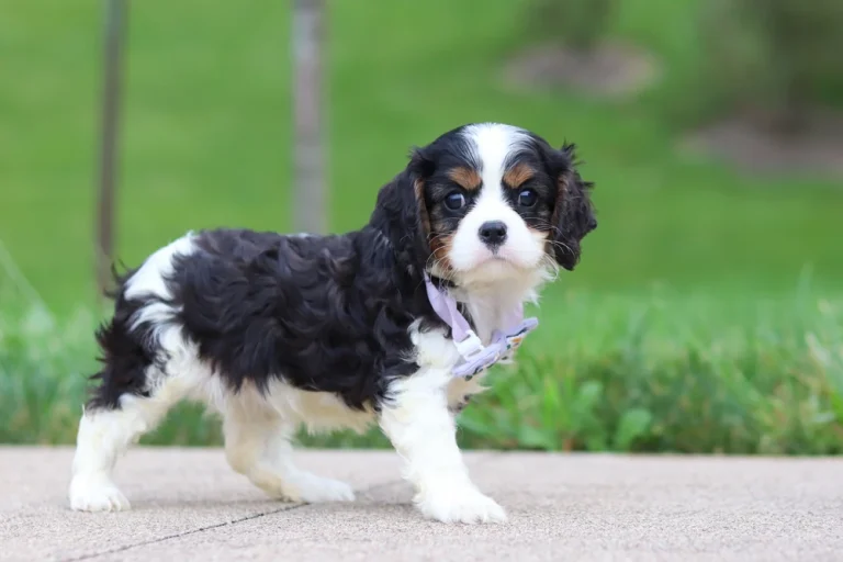 Tricolor Cavalier King Charles Spaniel puppy Heidi standing outdoors with a purple bow.
