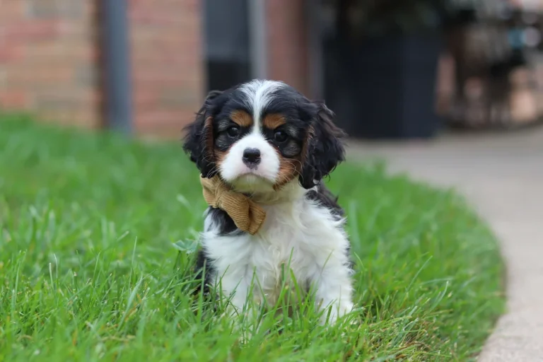 Tricolor Cavalier King Charles Spaniel puppy Hope sitting outdoors.