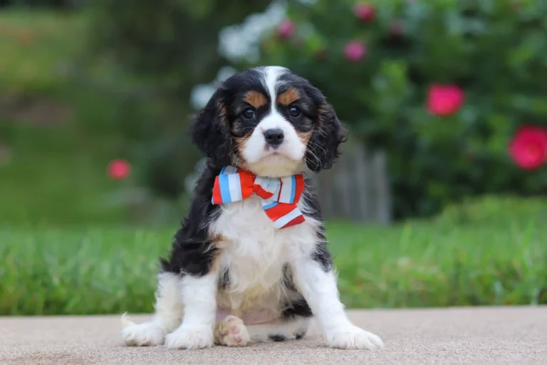 Tricolor Cavalier King Charles Spaniel puppy Hunter sitting outdoors.