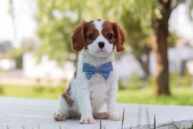 An adorable Blenheim Cavalier puppy posing outside with a blue bow