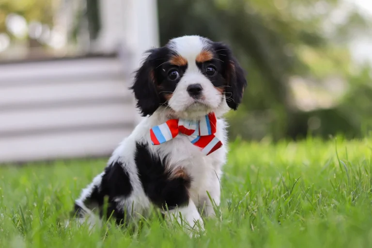 Tricolor Cavalier King Charles Spaniel puppy Ike posing outdoors with a bow.