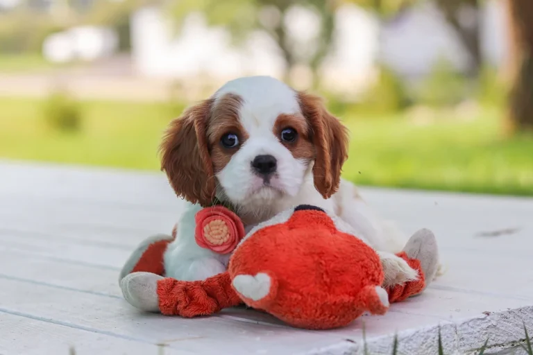 An adorable Blenheim Cavalier puppy posing with a toy
