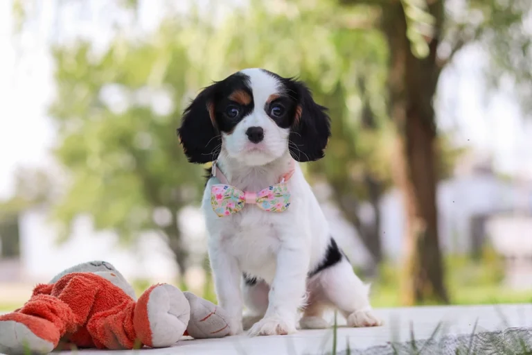 Cute Tricolor Cavalier King Charles Spaniel puppy sitting outdoors with a bow.