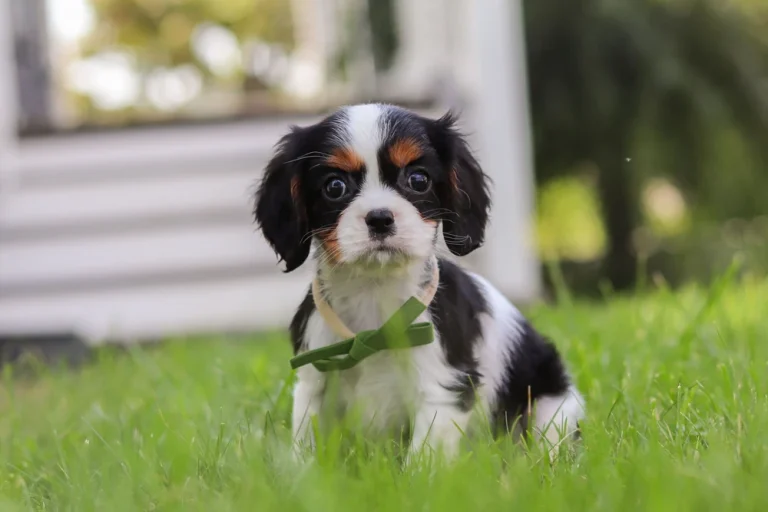 Cute Tricolor Cavalier King Charles Spaniel puppy posing outdoors.
