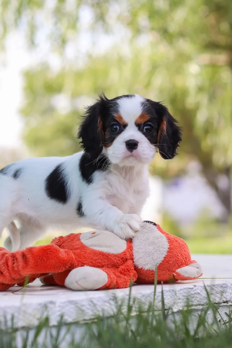 Tricolor Cavalier King Charles Spaniel puppy posing with a stuffed toy.