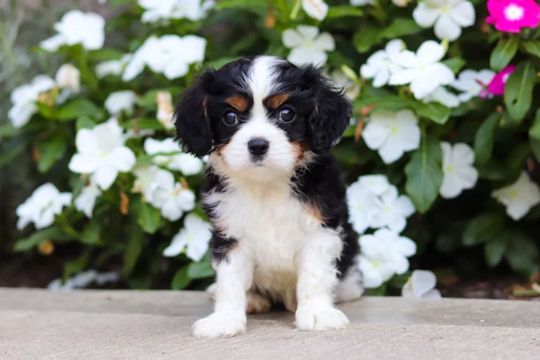 Tricolor Cavalier King Charles Spaniel puppy posing.
