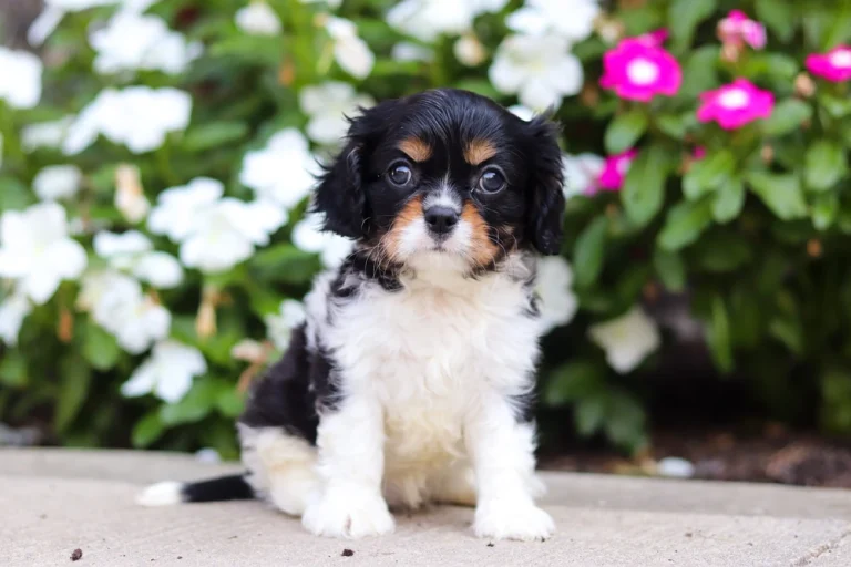 Tricolor Cavalier King Charles Spaniel puppy posing.