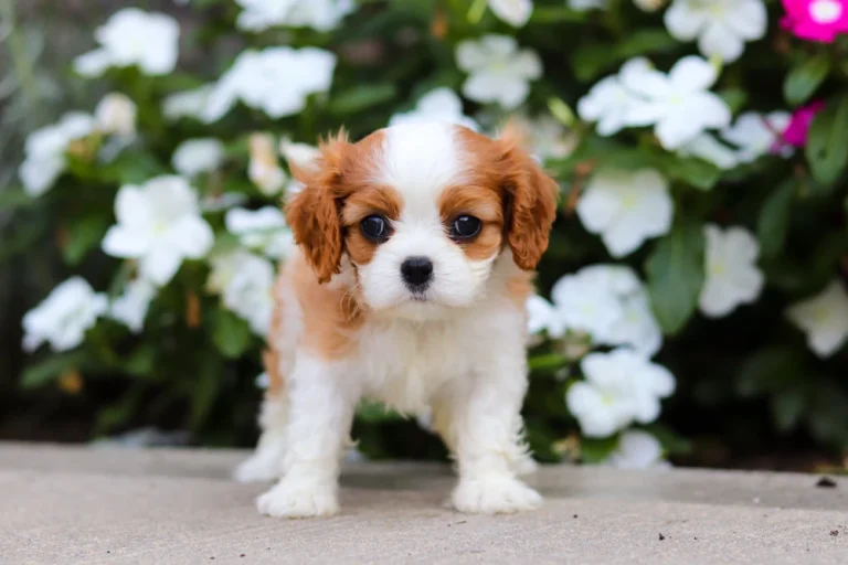A cute Blenheim Cavalier puppy standing in front of flowers.