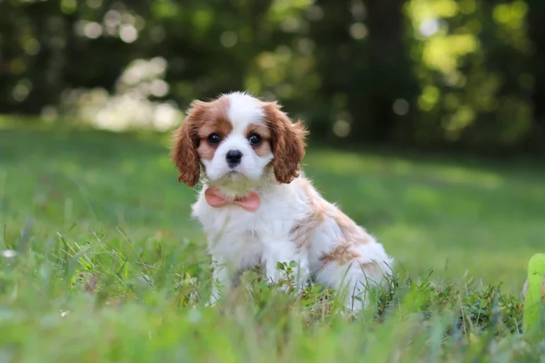 An adorable Blenheim Cavalier puppy sitting in grass