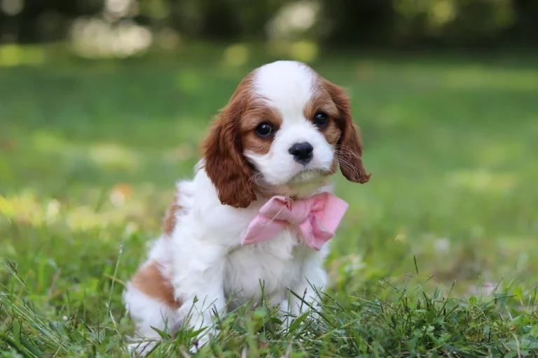An adorable Blenheim Cavalier puppy posing with a bow