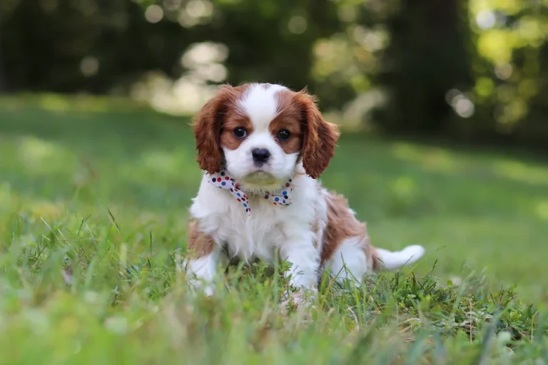 A handsome Blenheim Cavalier puppy posing