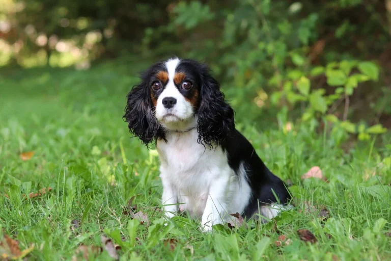 Cavalier King Charles Spaniels female posing