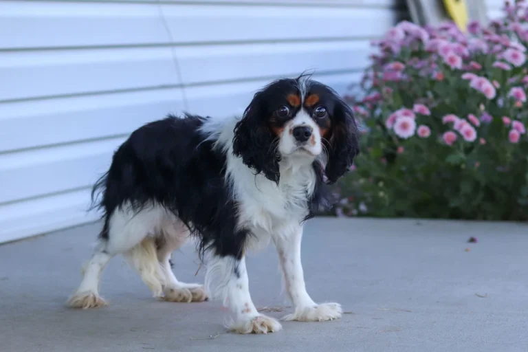 A Tri-colored Cavalier male.