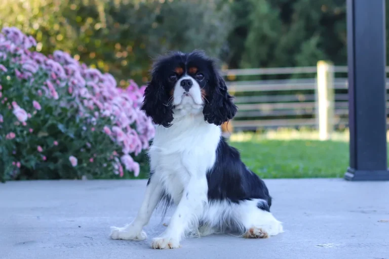 A Tri-colored Cavalier male posing in front of flowers.