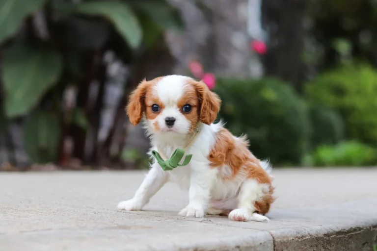 An adorable Blenheim Cavalier puppy posing with a green bow.