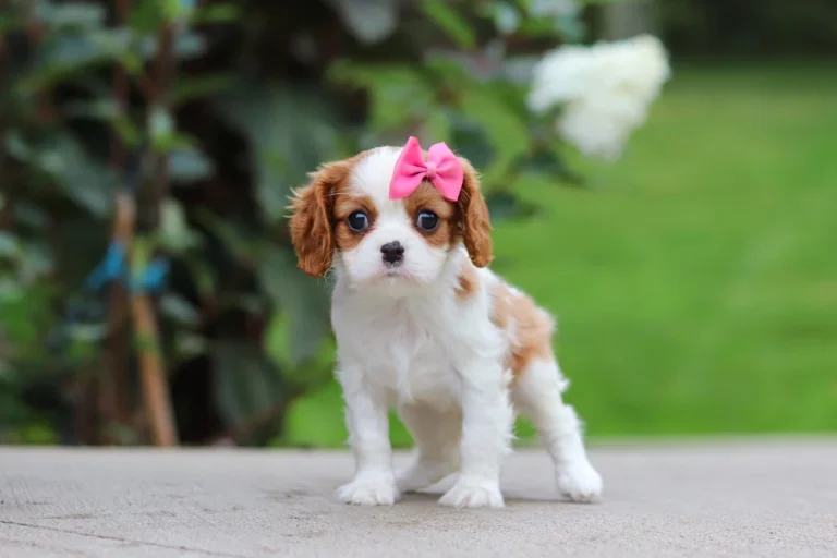 A cute Blenheim Cavalier puppy standing
