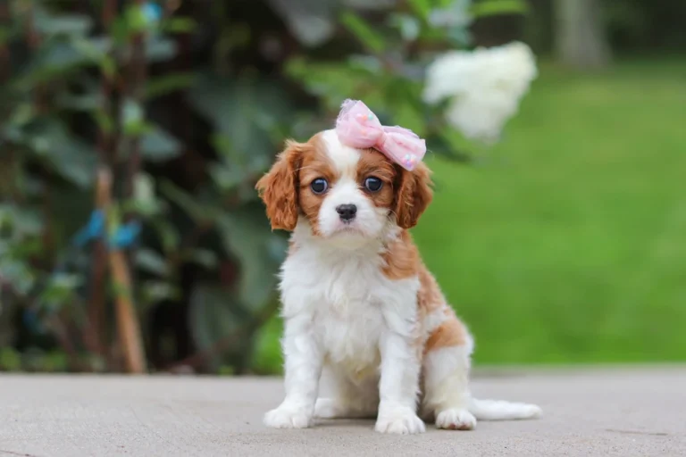 A cute Blenheim Cavalier puppy posing